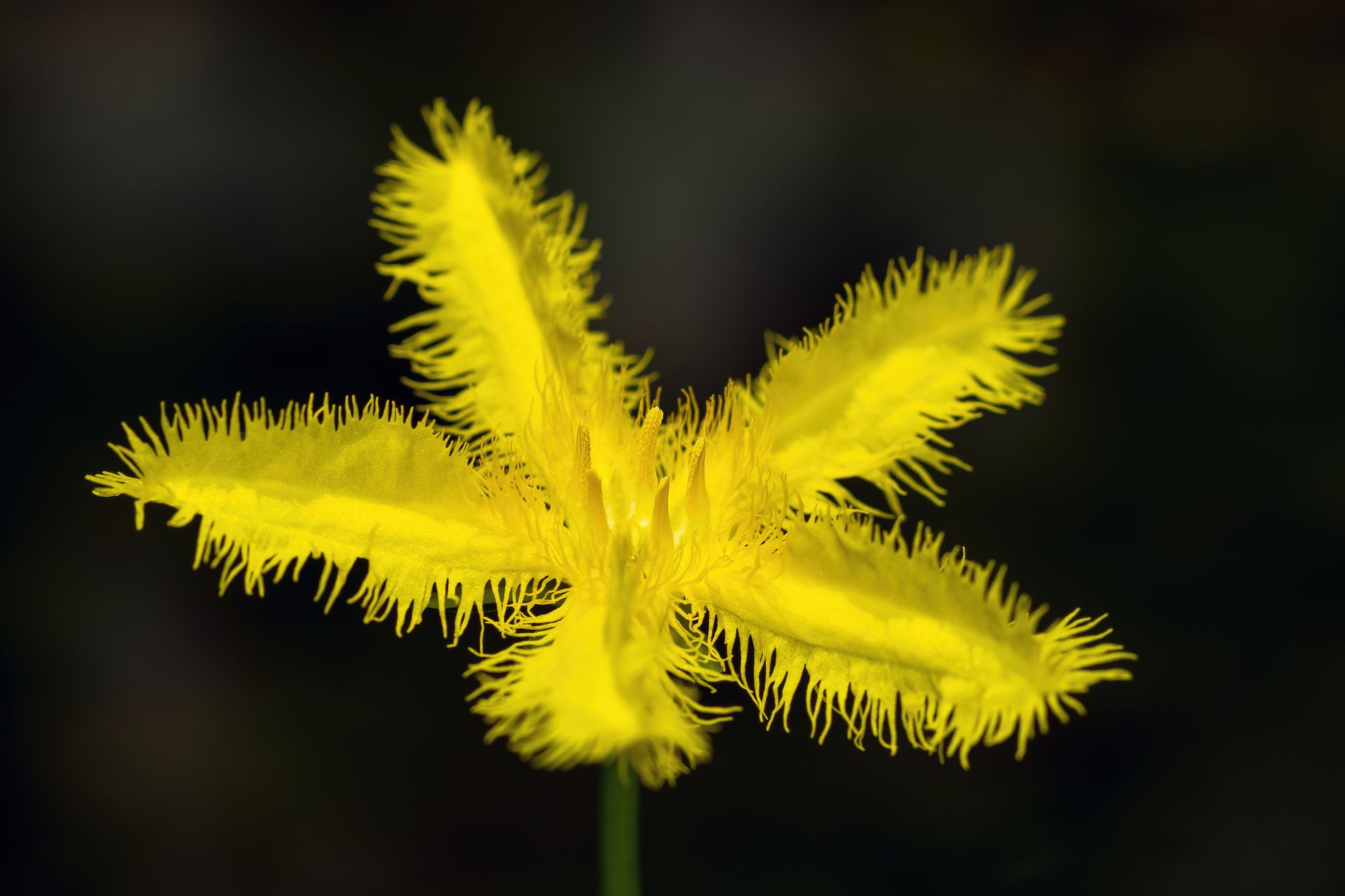 Lake Weed Cleaning Haliburton | Pond weed Cleaning Haliburton