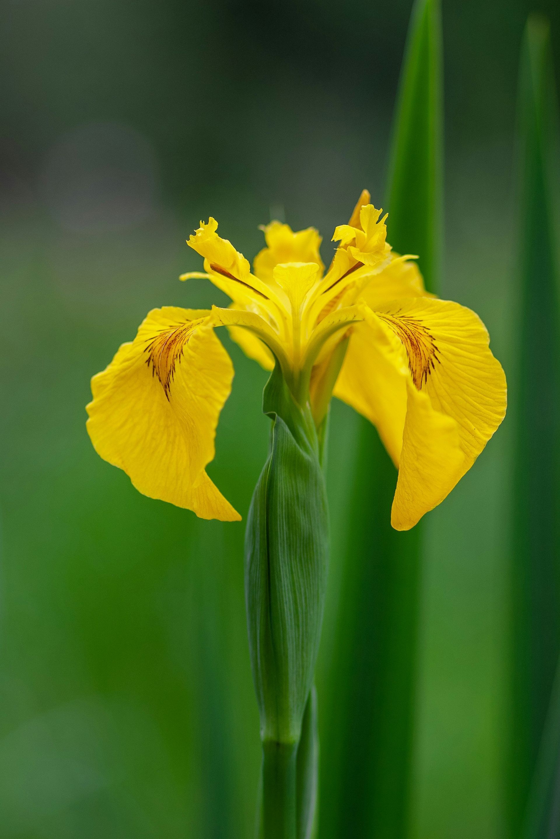 Lake Weed Removal Haliburton | Seaweed Removal Haliburton
