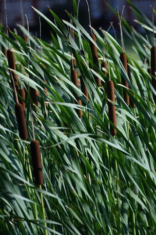 Lake Weed Cleaning Madoc | Pond weed Cleaning Madoc