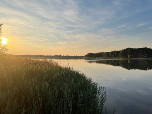 Remove Cottage Seaweed Washago | Native pond weed removal Washago