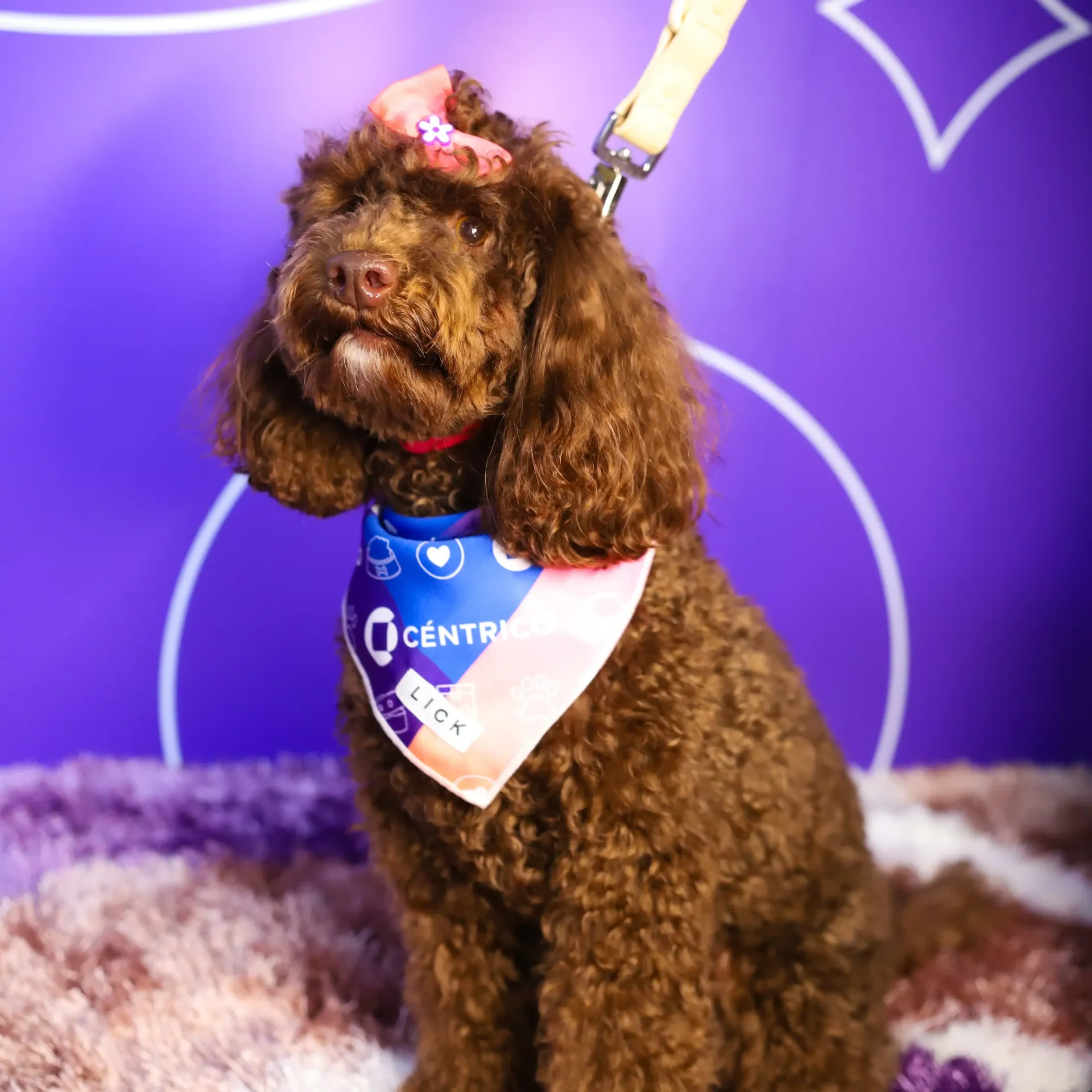 Brown poodle wearing a bandana and a pink bow, sitting on a fluffy rug in front of a purple wall.