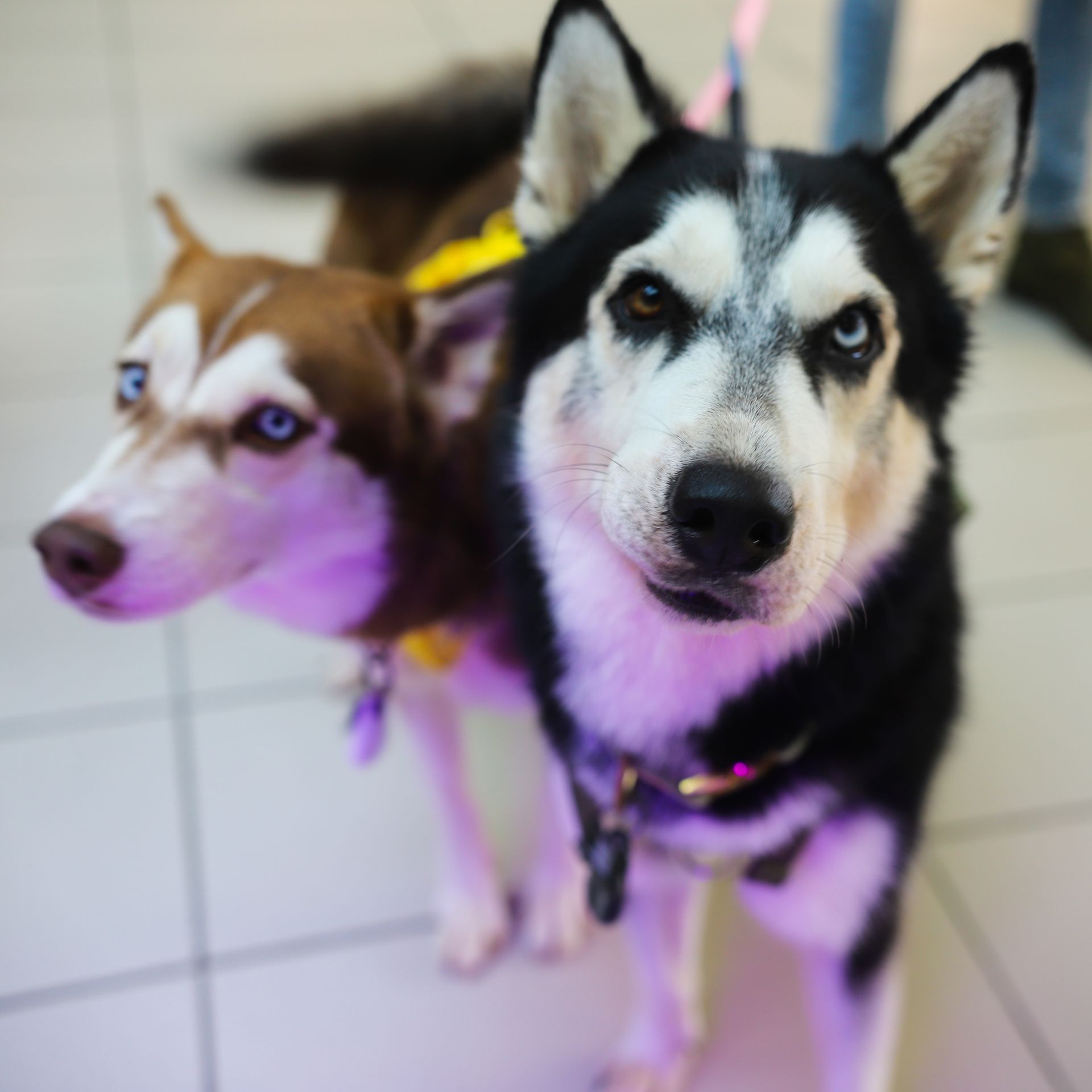 Two husky dogs: one black and white, one brown, both with striking blue eyes.