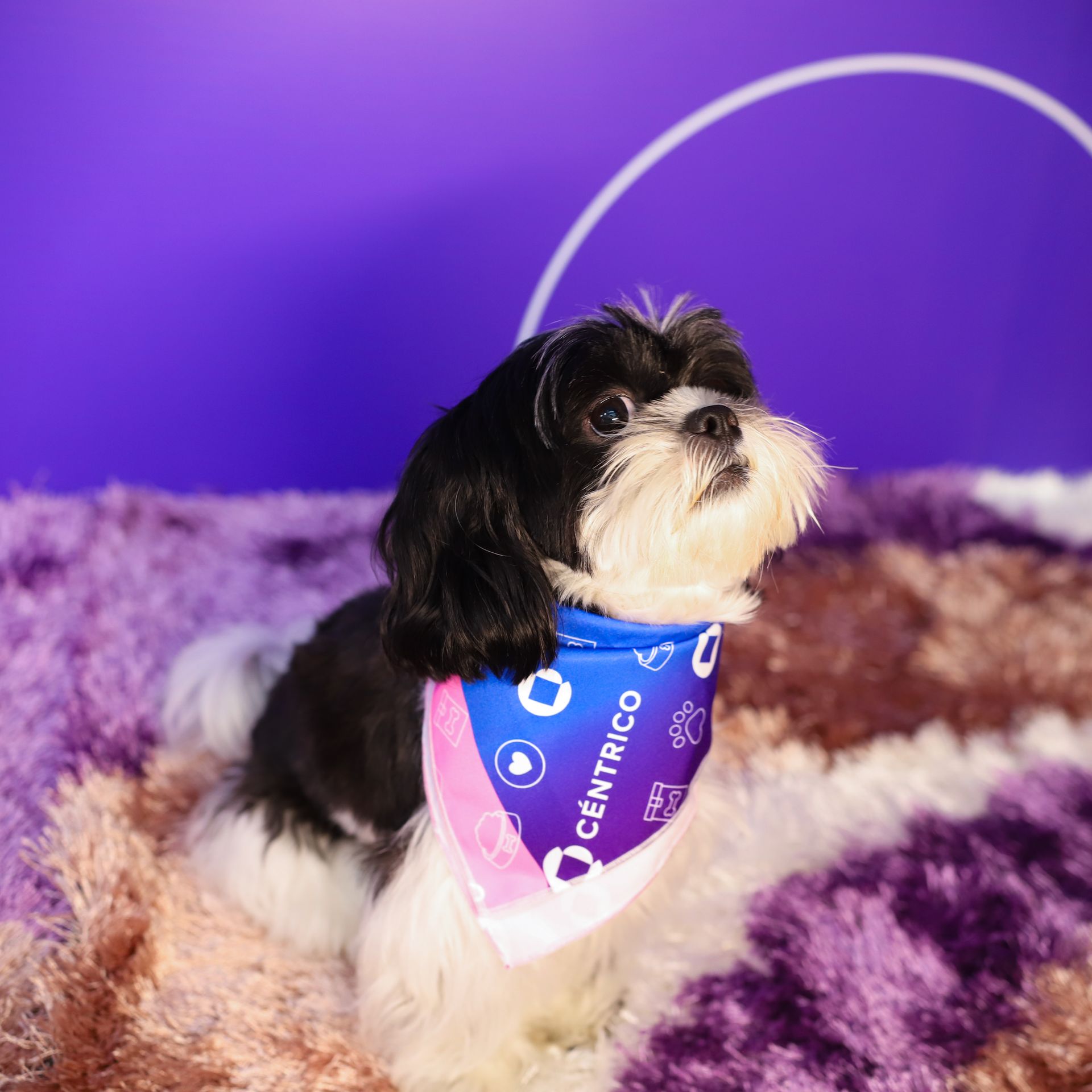 Shih Tzu dog with a Centrico bandana, on a fluffy rug, in front of a purple backdrop.