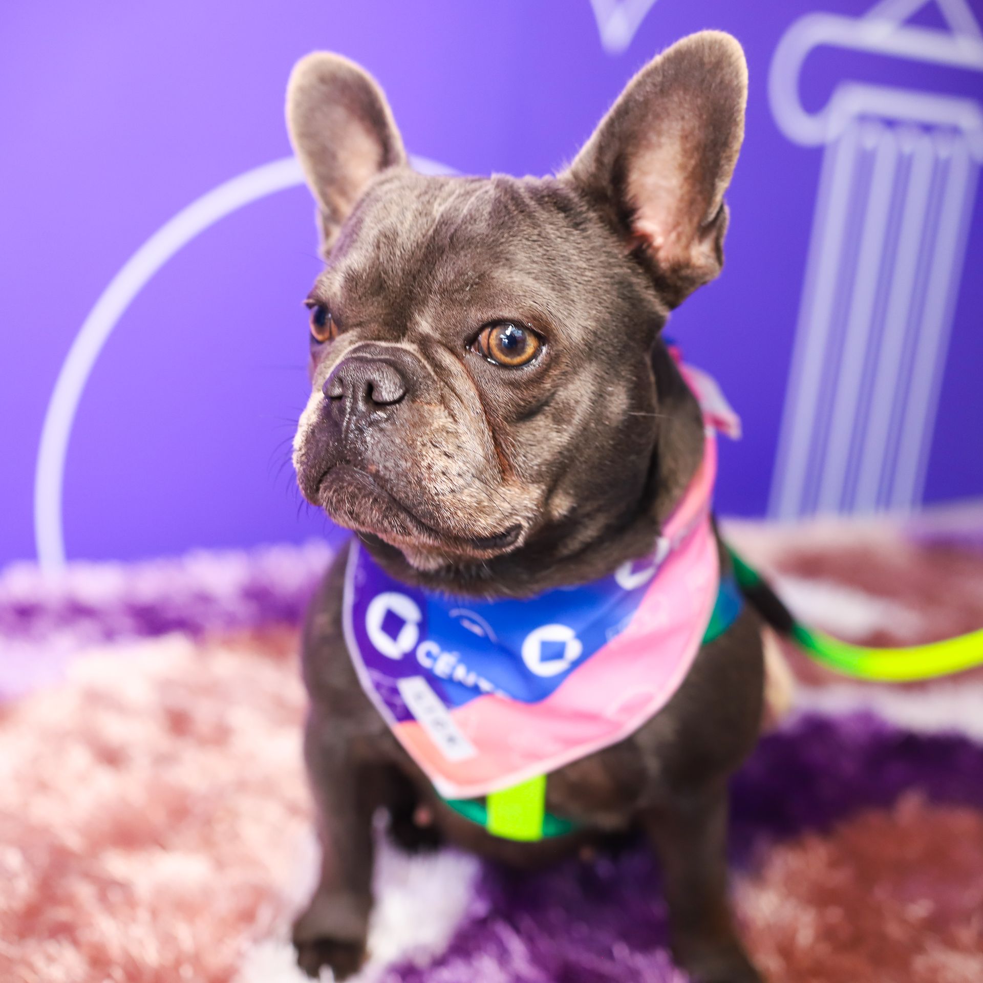 French bulldog wearing a pink and blue Chase bandanna sits on a purple rug, purple background.
