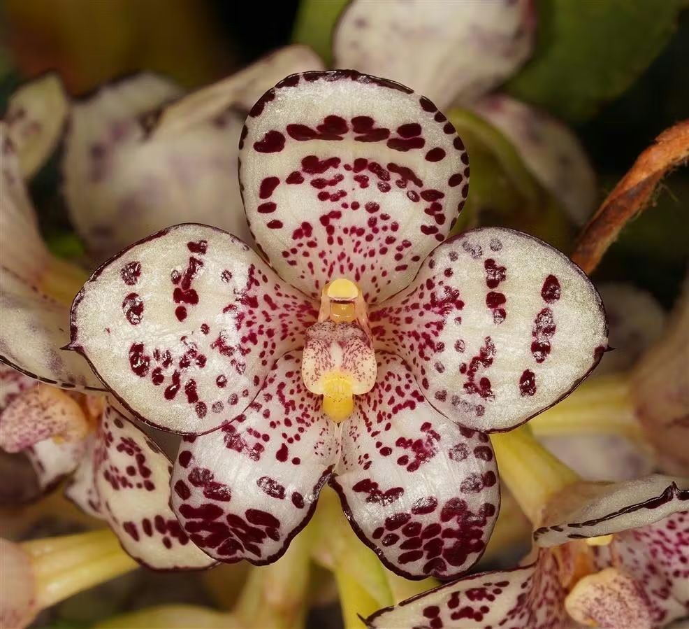 Close-up of a spotted white orchid with maroon speckles and a yellow center