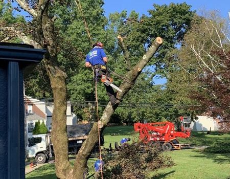 Tree Trimming & Pruning | Pittsburgh, PA