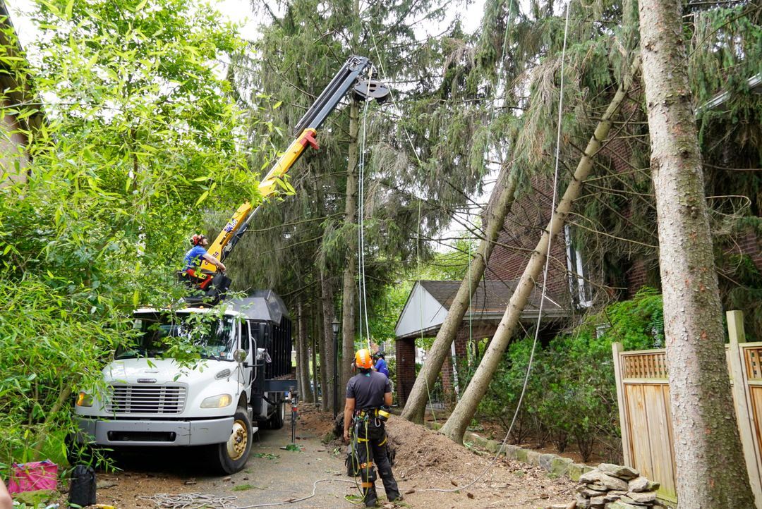 Tree Care Gallery | Elevated Tree Care | Pittsburgh, PA