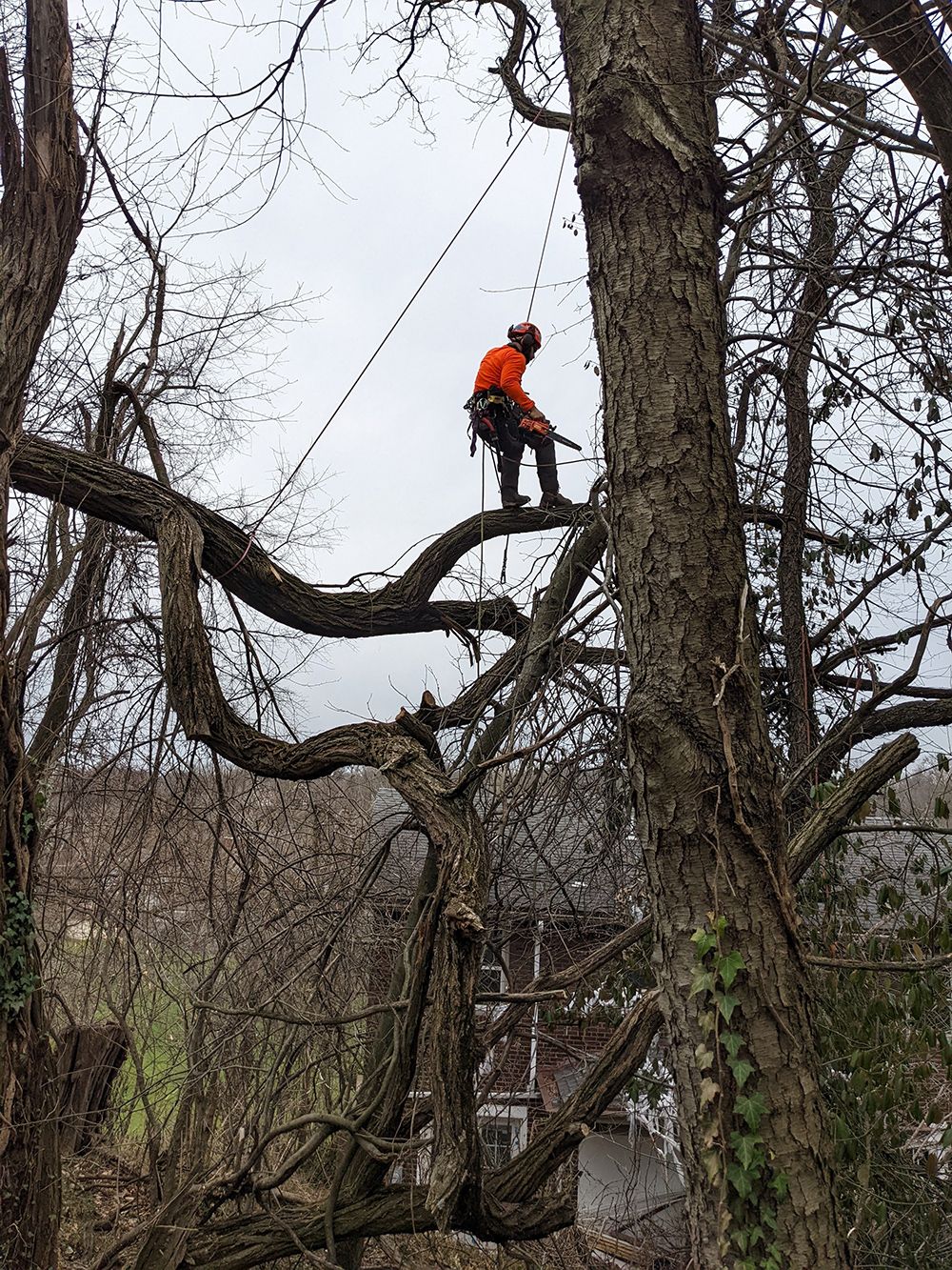 Tree Care Gallery | Elevated Tree Care | Pittsburgh, PA