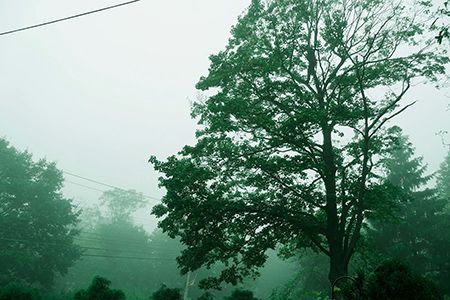 A tree in the middle of a foggy forest