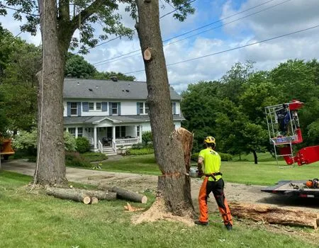 A worker in a high-visibility yellow shirt and safety gear uses a chainsaw to cut a tree near a suburban house.