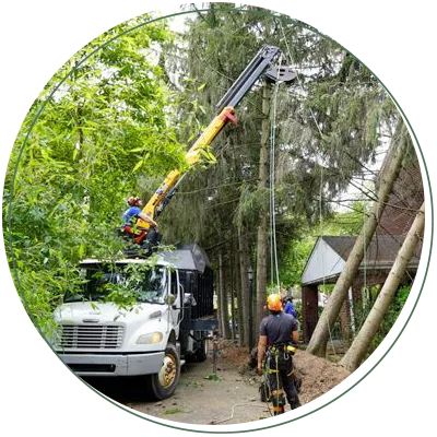 Tree service crew using a crane truck to remove a tall tree.