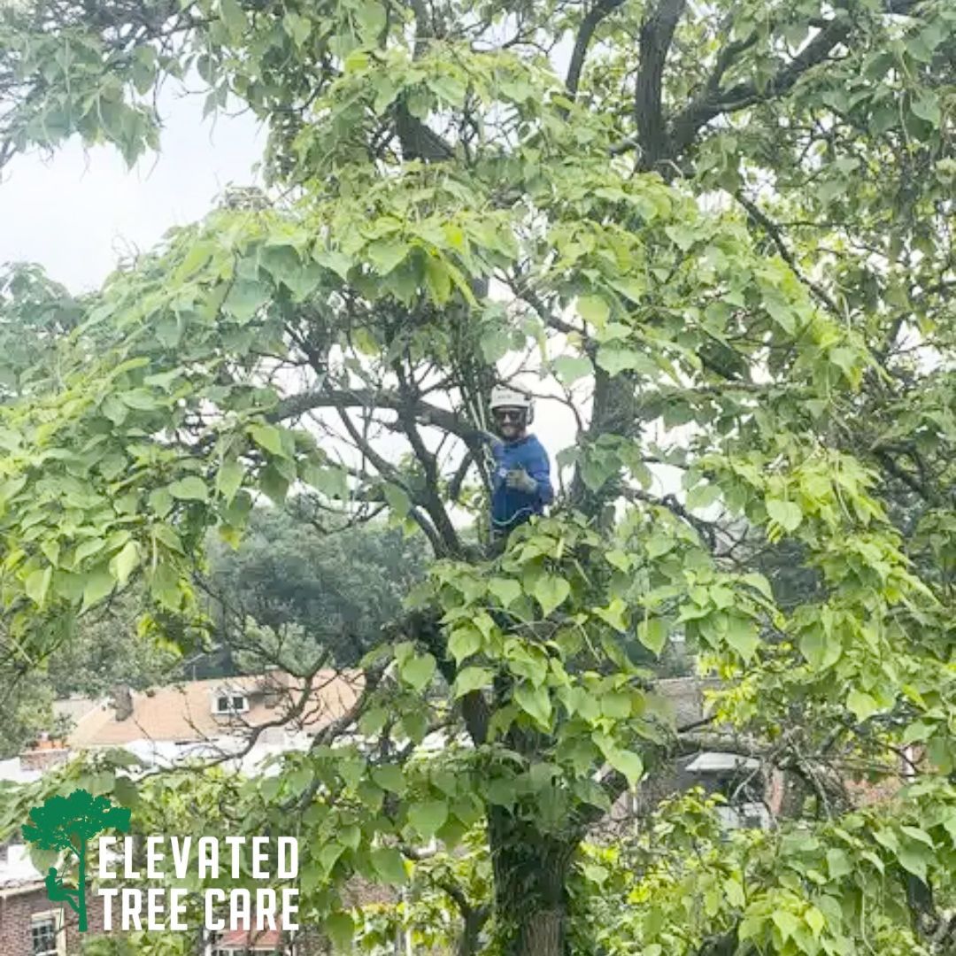 A man is standing on top of a tree.