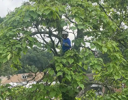 Person in a blue shirt standing in a leafy tree, seen among dense green foliage.