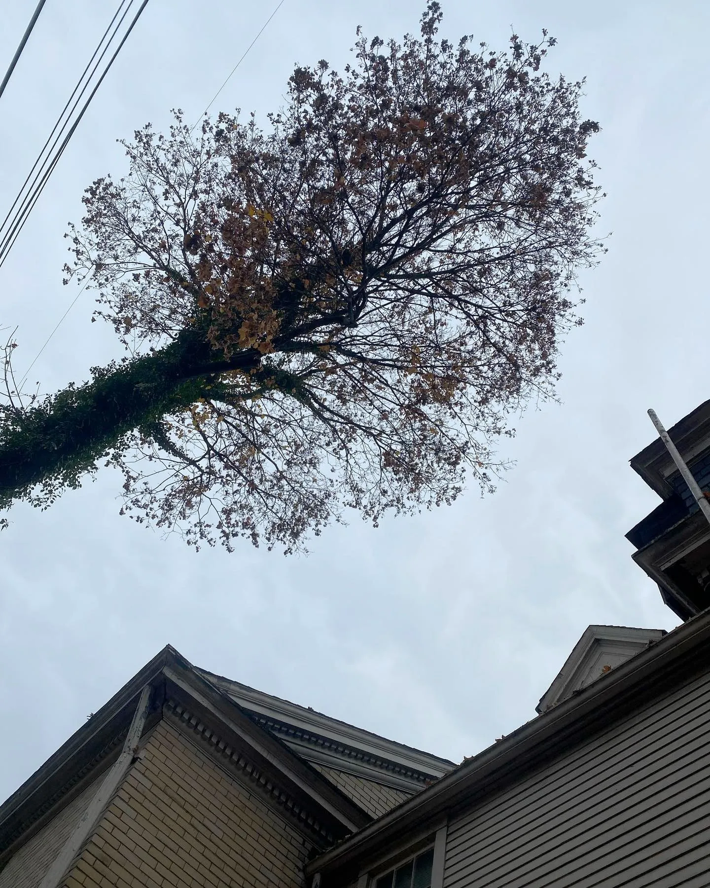 Tall tree silhouetted against a cloudy sky above house rooftops