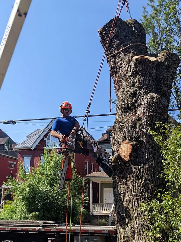 Tree service worker cutting tree trunk, secured by a crane, on a sunny day. Houses in the background.