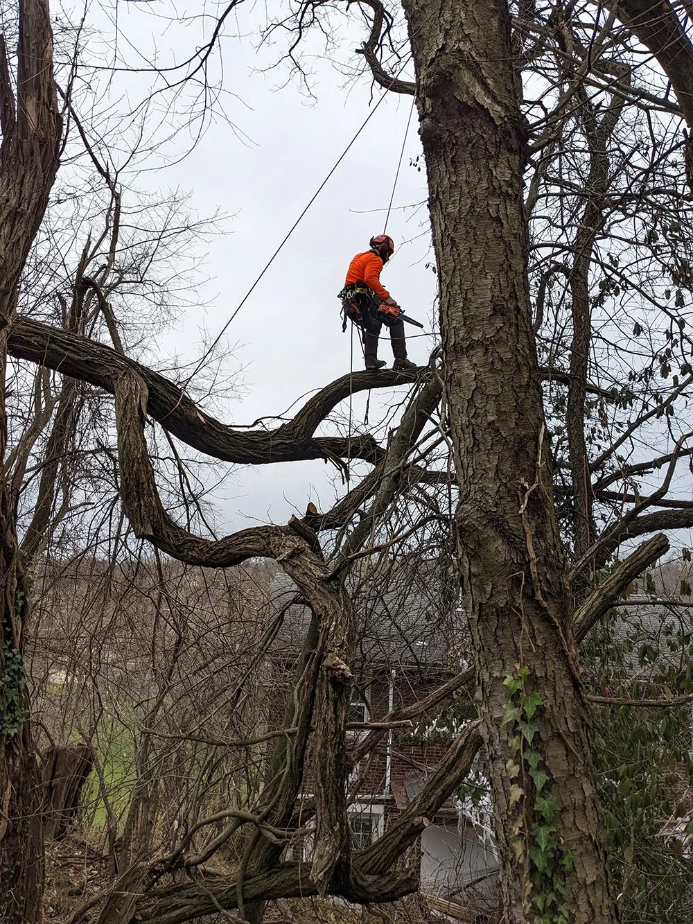 Arborist in orange, using a chainsaw to trim a tree branch, secured by ropes, outdoors.