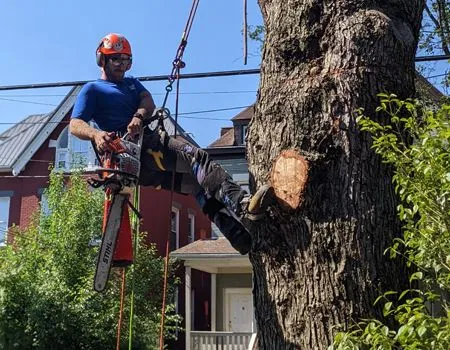 Tree trimmer in a helmet using a chainsaw to cut a large tree branch beside a house
