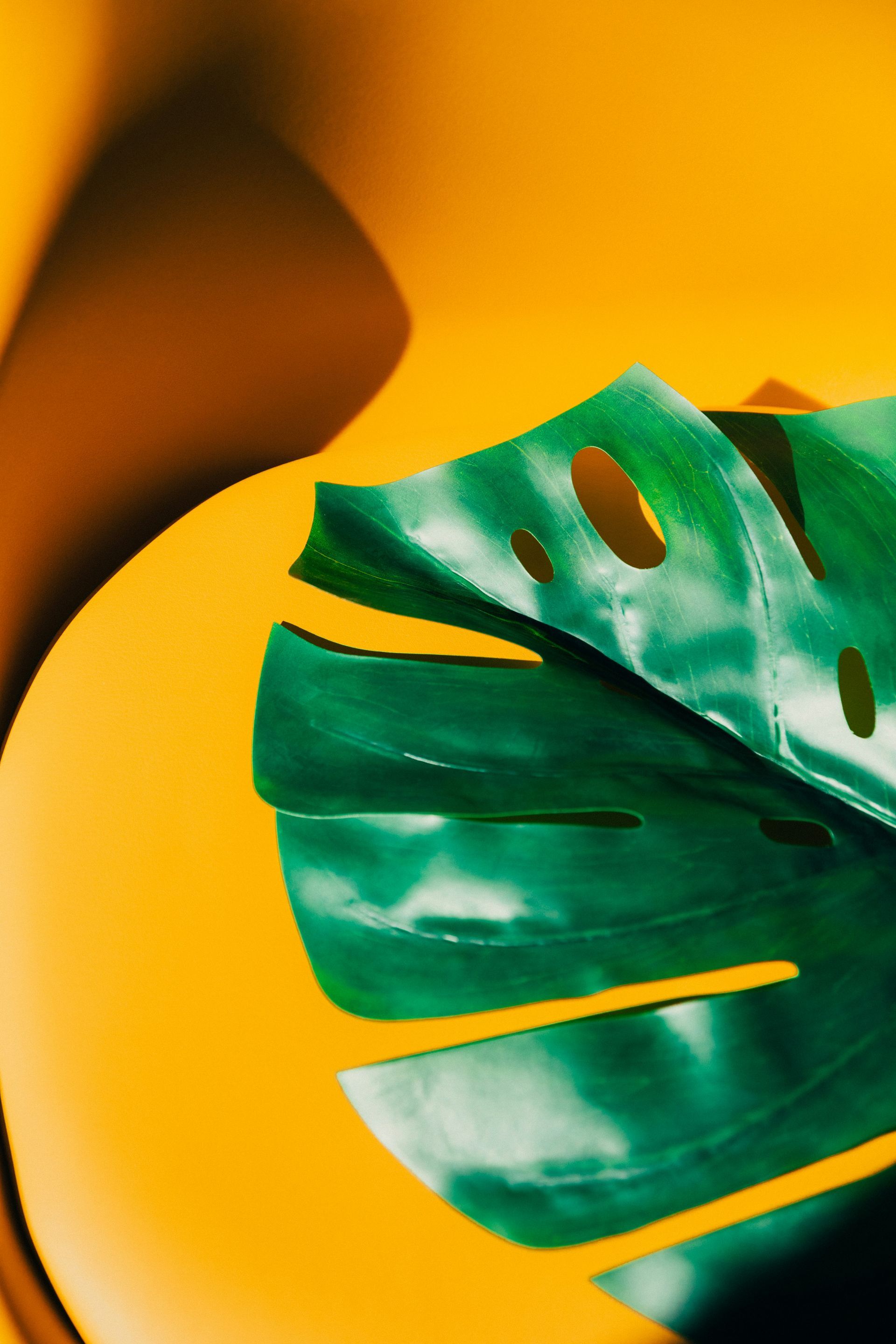 Green monstera leaf against a bright yellow, wavy background.
