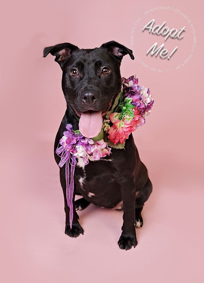 Margo a black pitbull mix dog up for adoption through the Humane Society of Northeast Georgia poses for her Glamour Tails adoption session she sits wearing a floral collar  on a pink background.