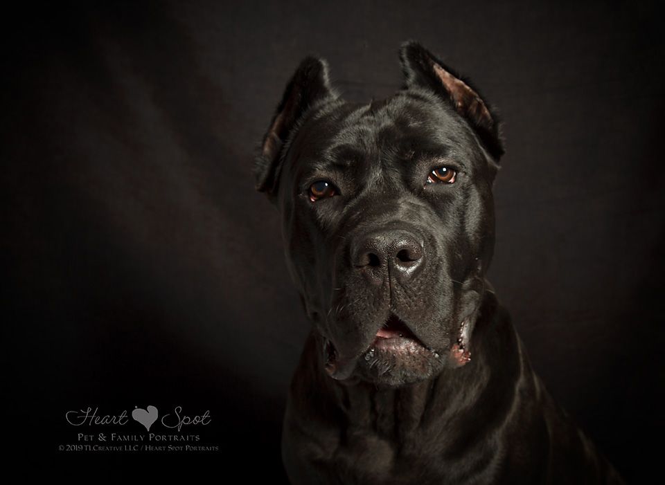 a black dog is looking at the camera with a black background .