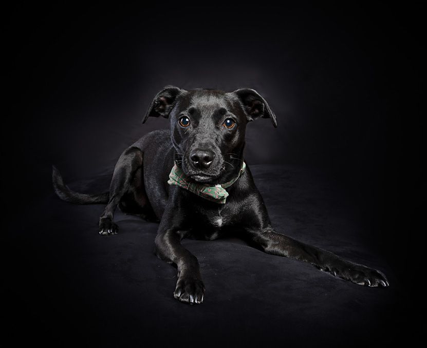 a black dog is laying down on a black background and looking at the camera.