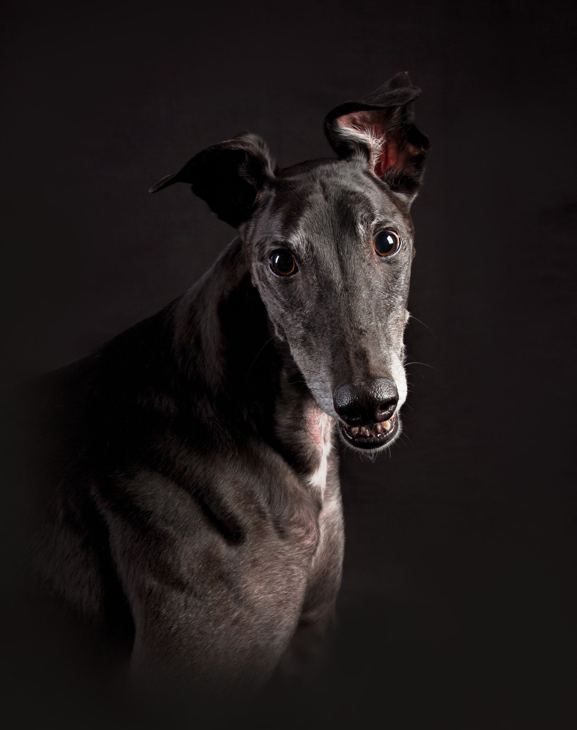 a greyhound from Atlanta is standing in front of a black background and looking at the camera .