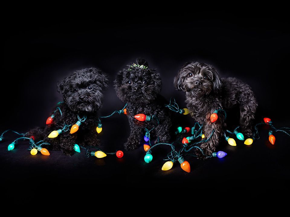 Three black dogs are sitting next to each other wrapped in christmas lights .
