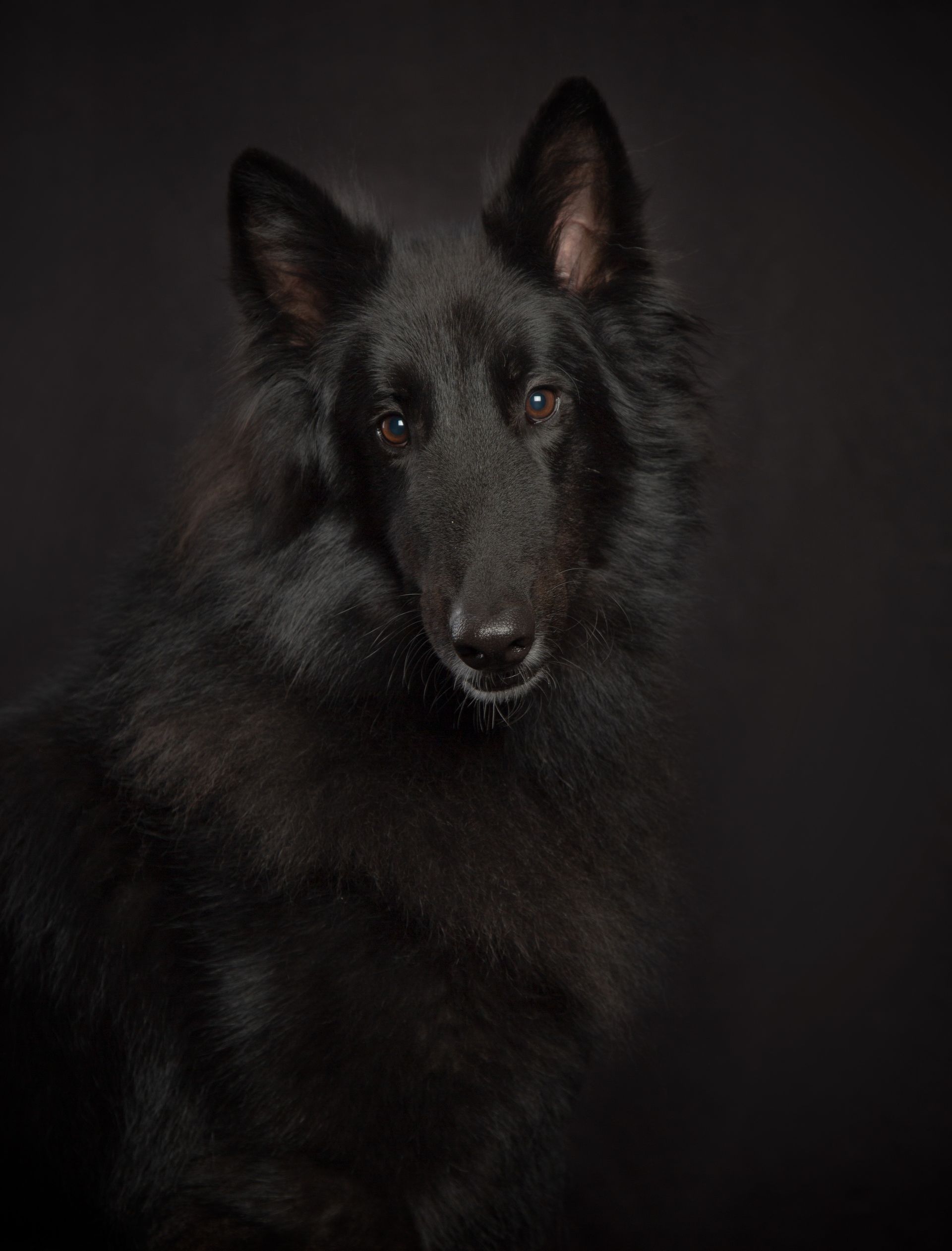 a black dog is looking at the camera on a black background.