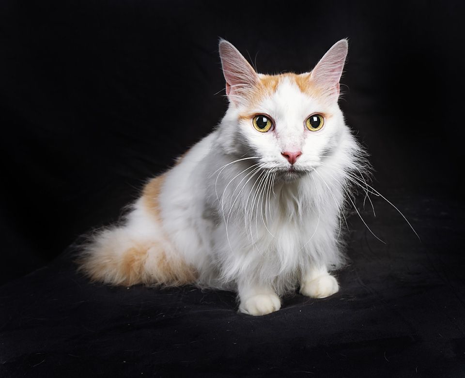 A fluffy white and orange cat is sitting on a black surface and looking at the camera.