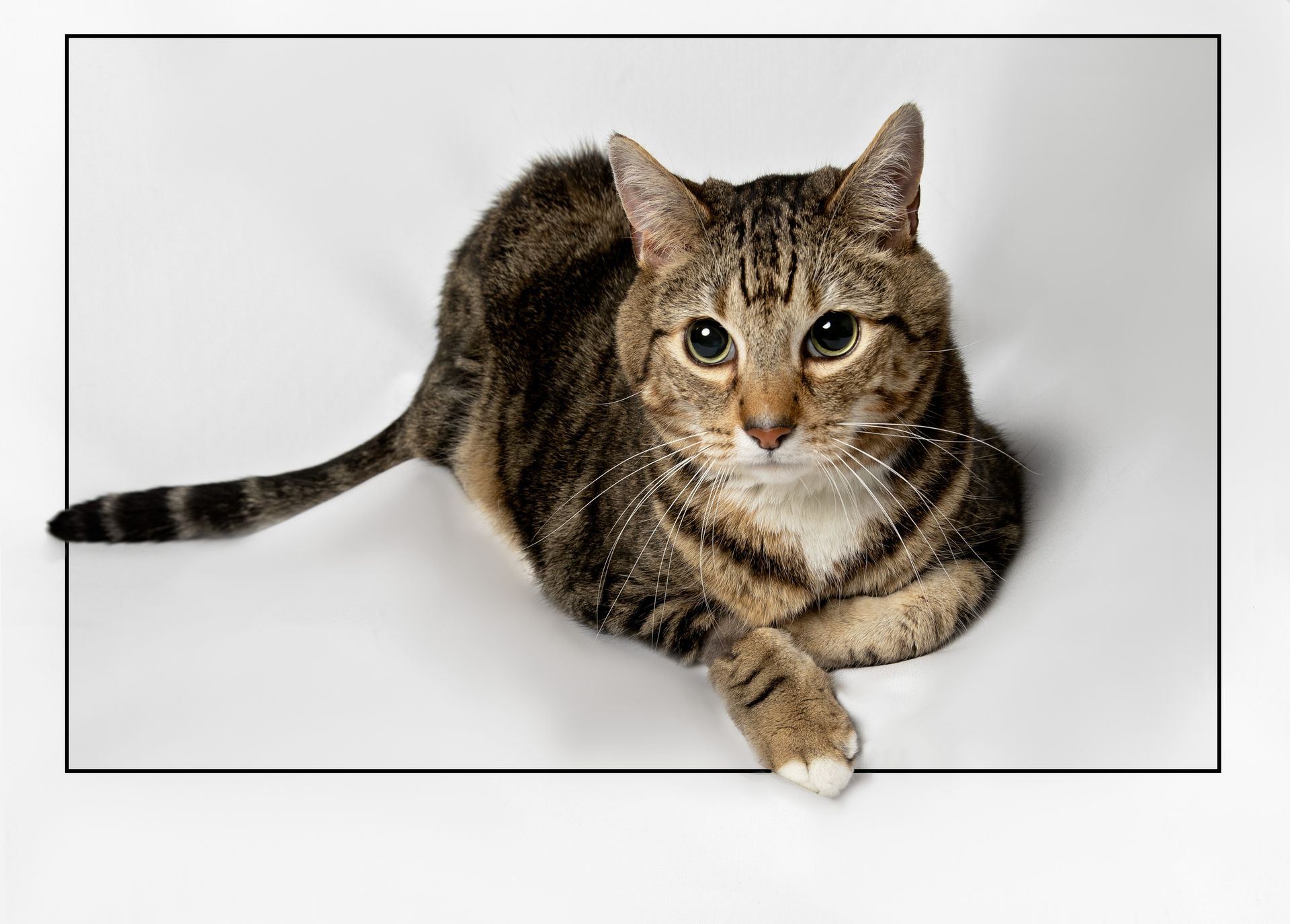 A tabby cat is laying down on a white surface and looking at the camera.