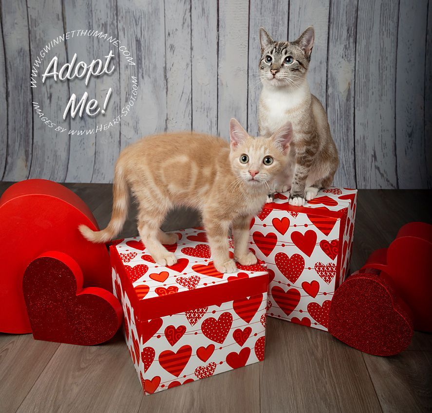 Two cats are sitting on boxes with hearts on them and a sign that says adopt me.