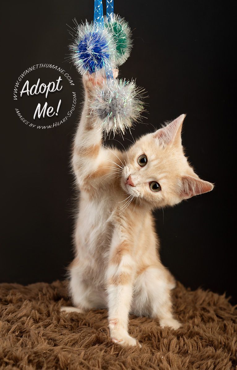 A kitten is batting at a toy while standing on its hind legs.