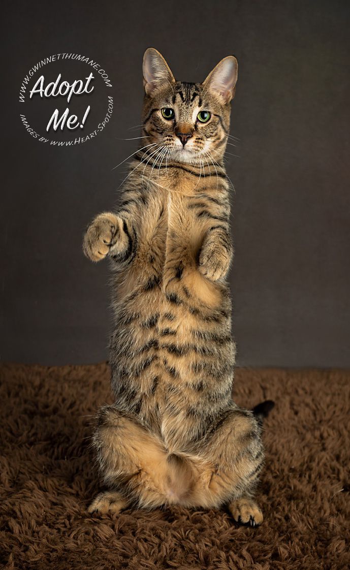 A cat is standing on its hind legs on a brown carpet.