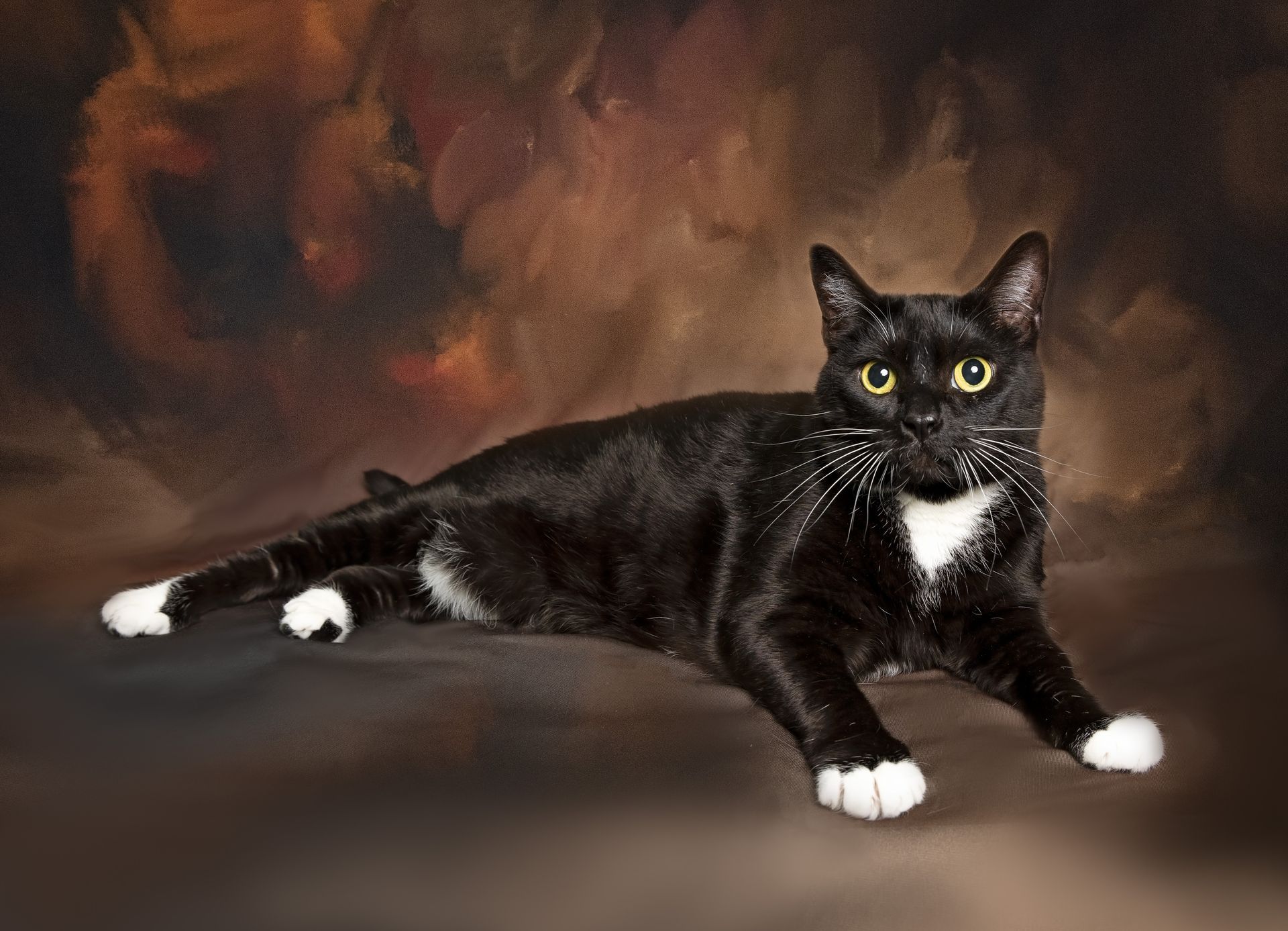 A black cat with white paws is laying down on a brown background.