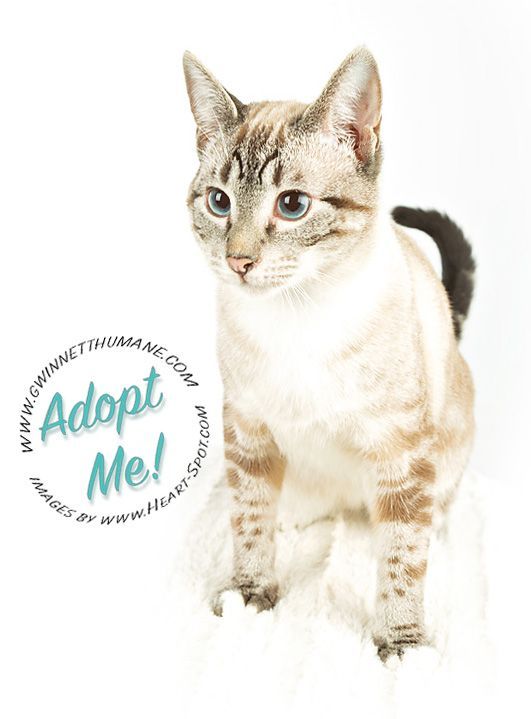 A cat is sitting next to a sign that says adopt me.