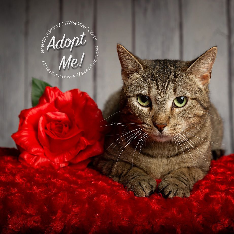 A cat is laying on a red blanket next to a red rose.