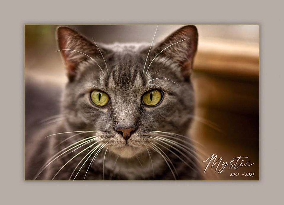 A close up of a gray cat with green eyes looking at the camera.