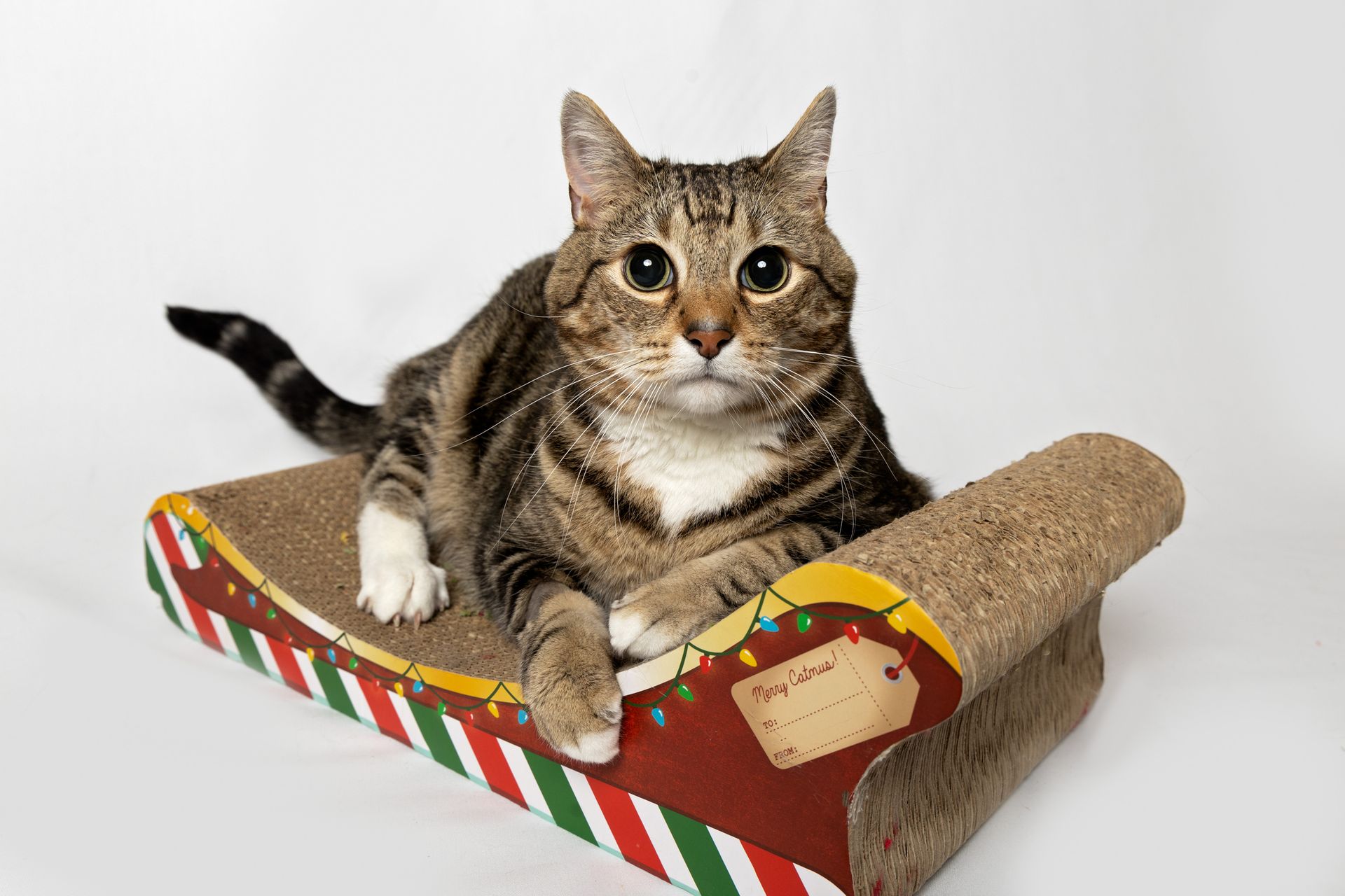 A cat is laying on a cardboard scratcher in the shape of a sleigh.