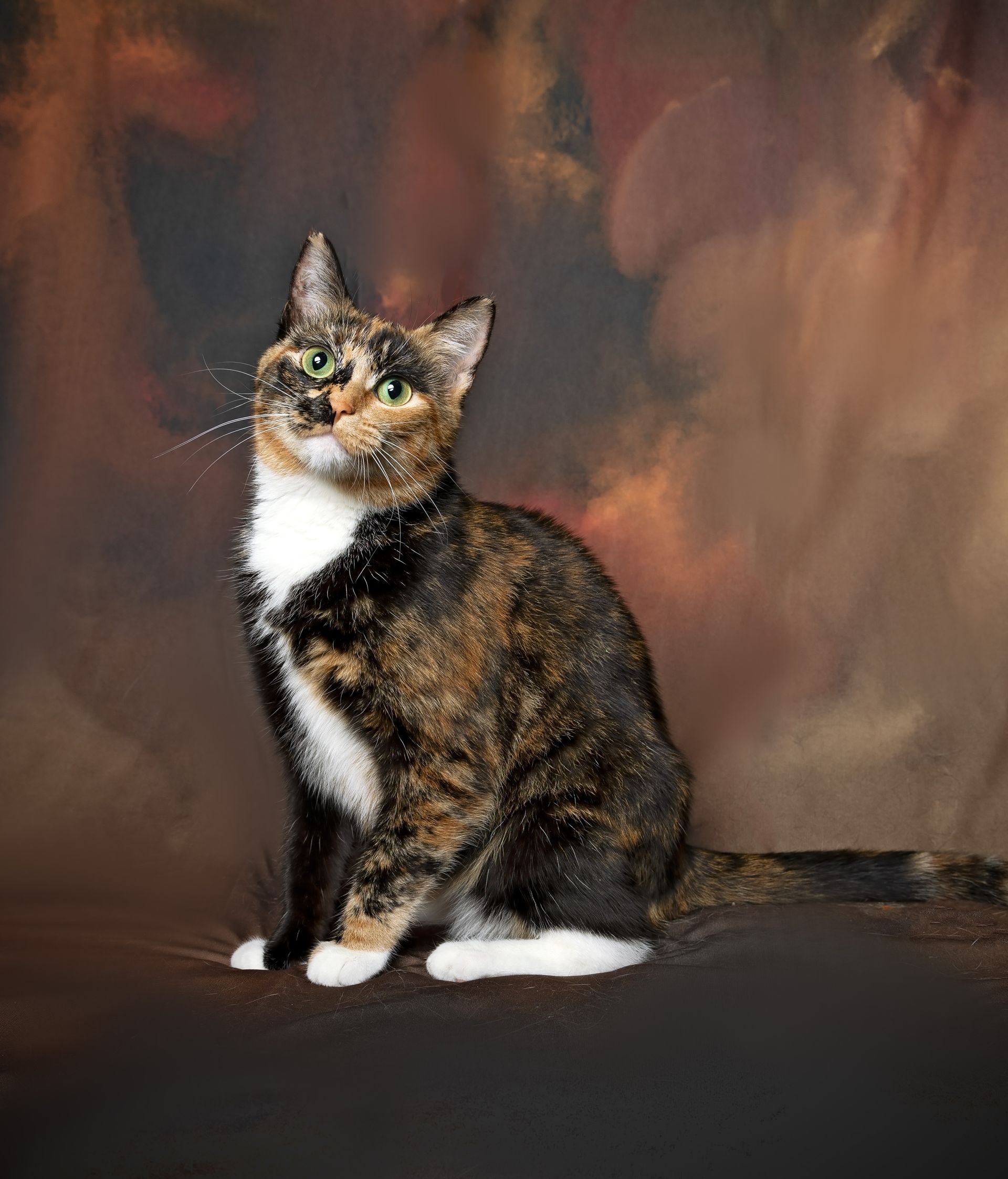 A calico cat is sitting on a couch in front of a master backdrop.