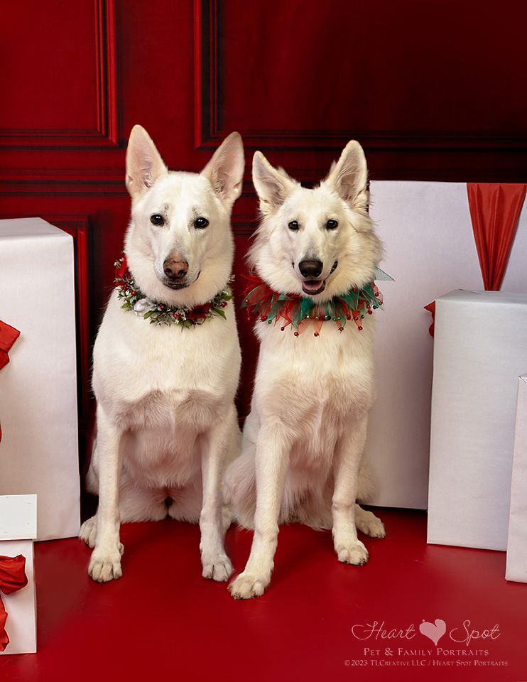 Two white German Shepherd dogs wearing Christmas collars are sitting next to each other.