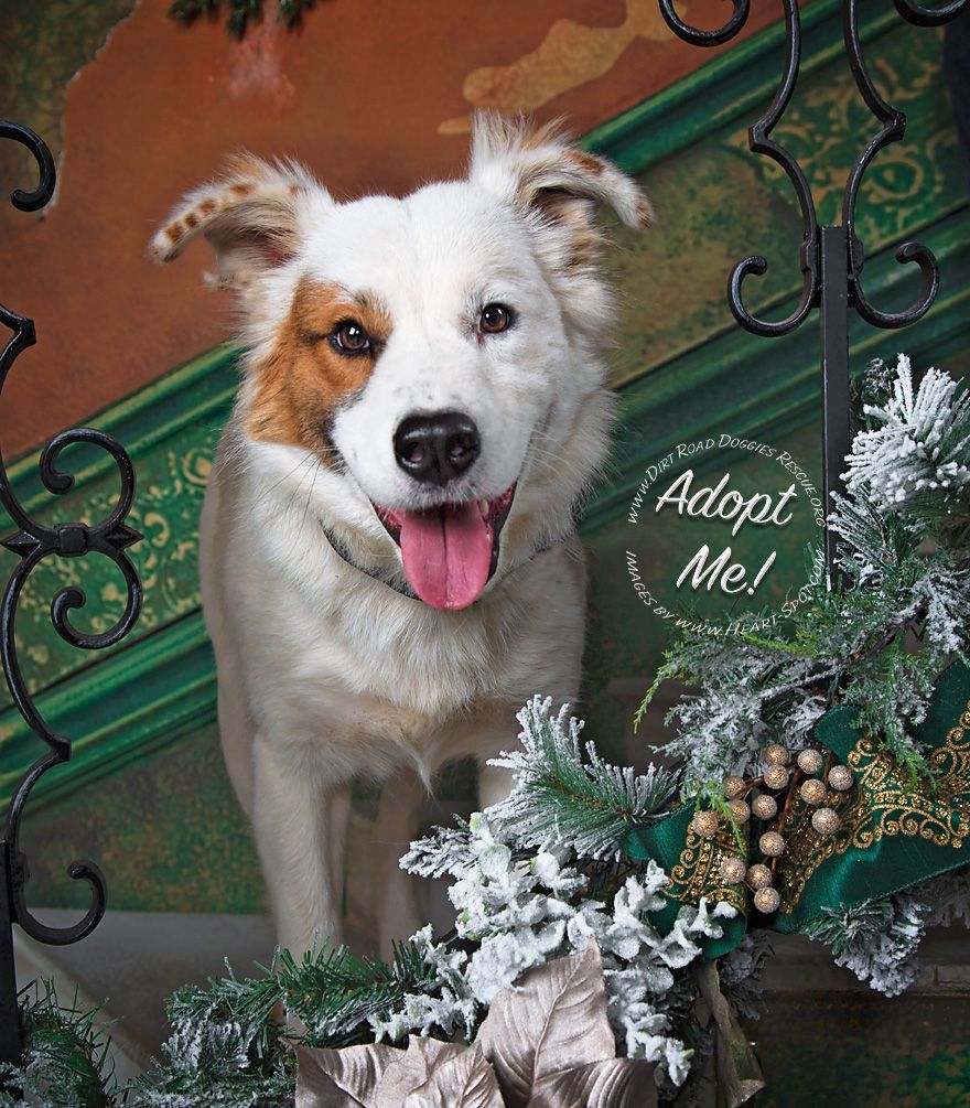 A brown and white dog is standing in front of a Christmas wreath.