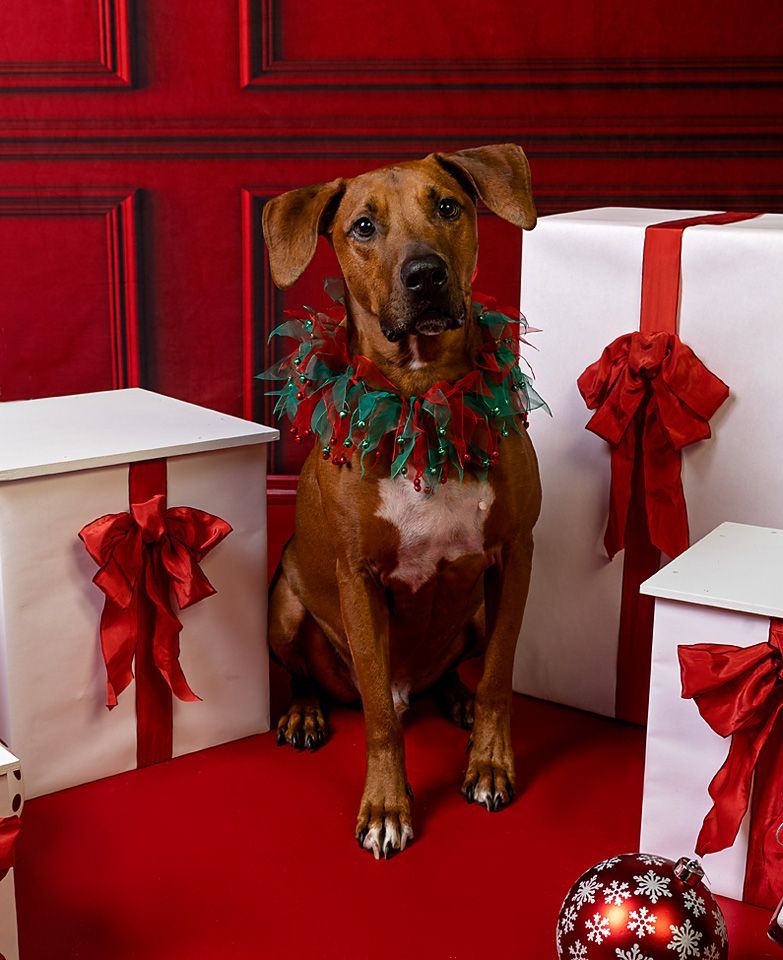 A dog wearing a christmas collar is surrounded by Christmas presents.