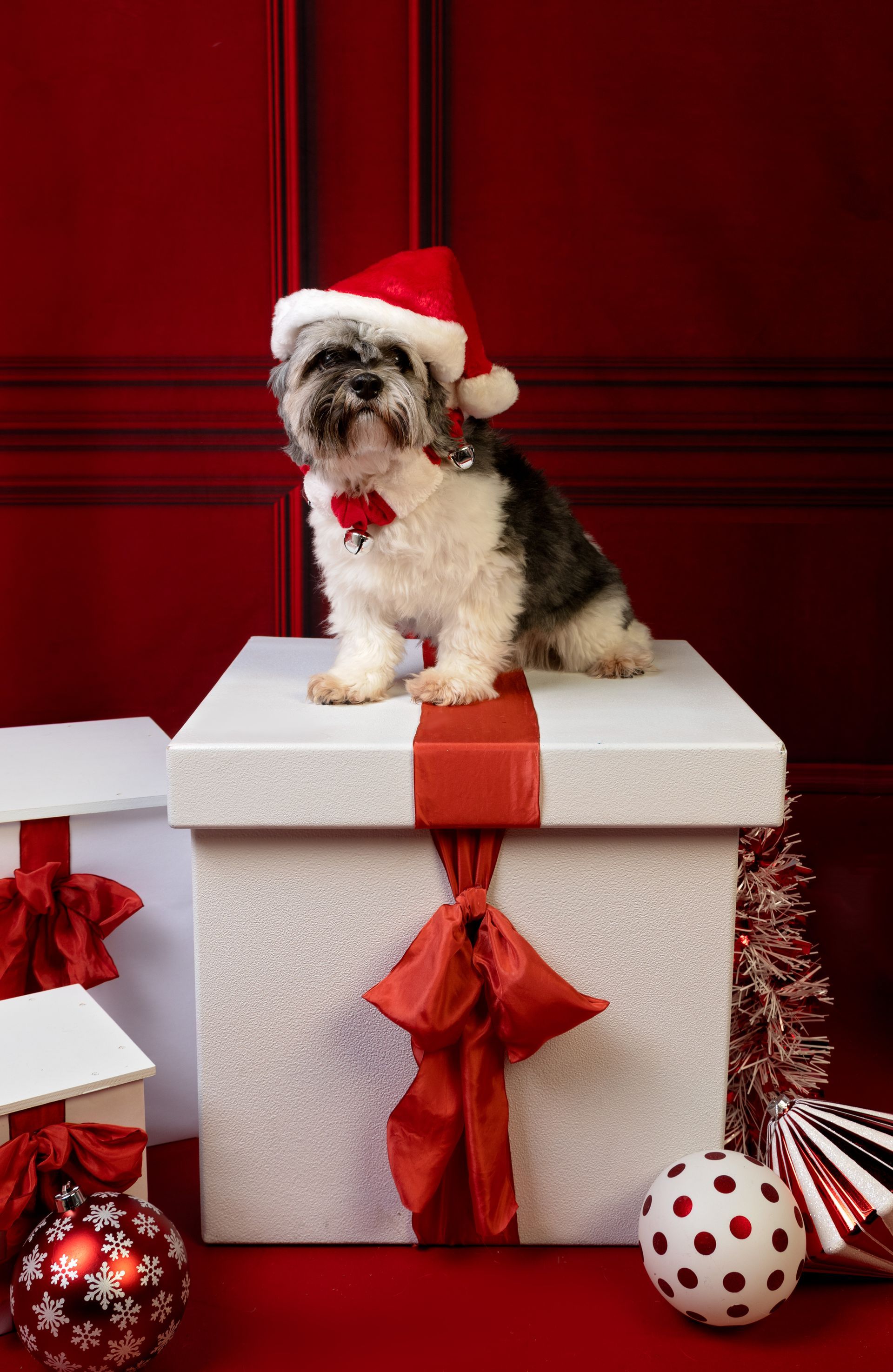 A small dog wearing a Santa hat is sitting on top of a Christmas present box.