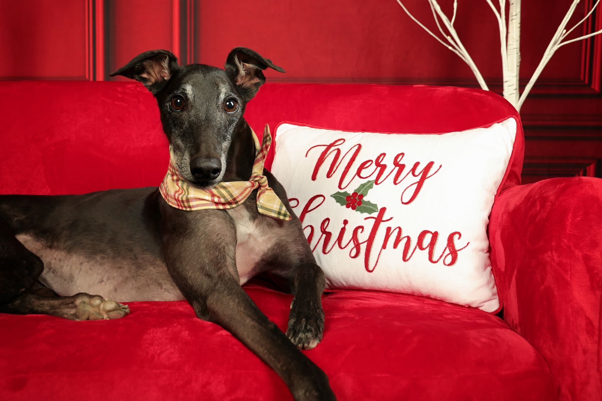A greyhound dog is laying on a red couch next to a pillow with the words Merry Christmas.