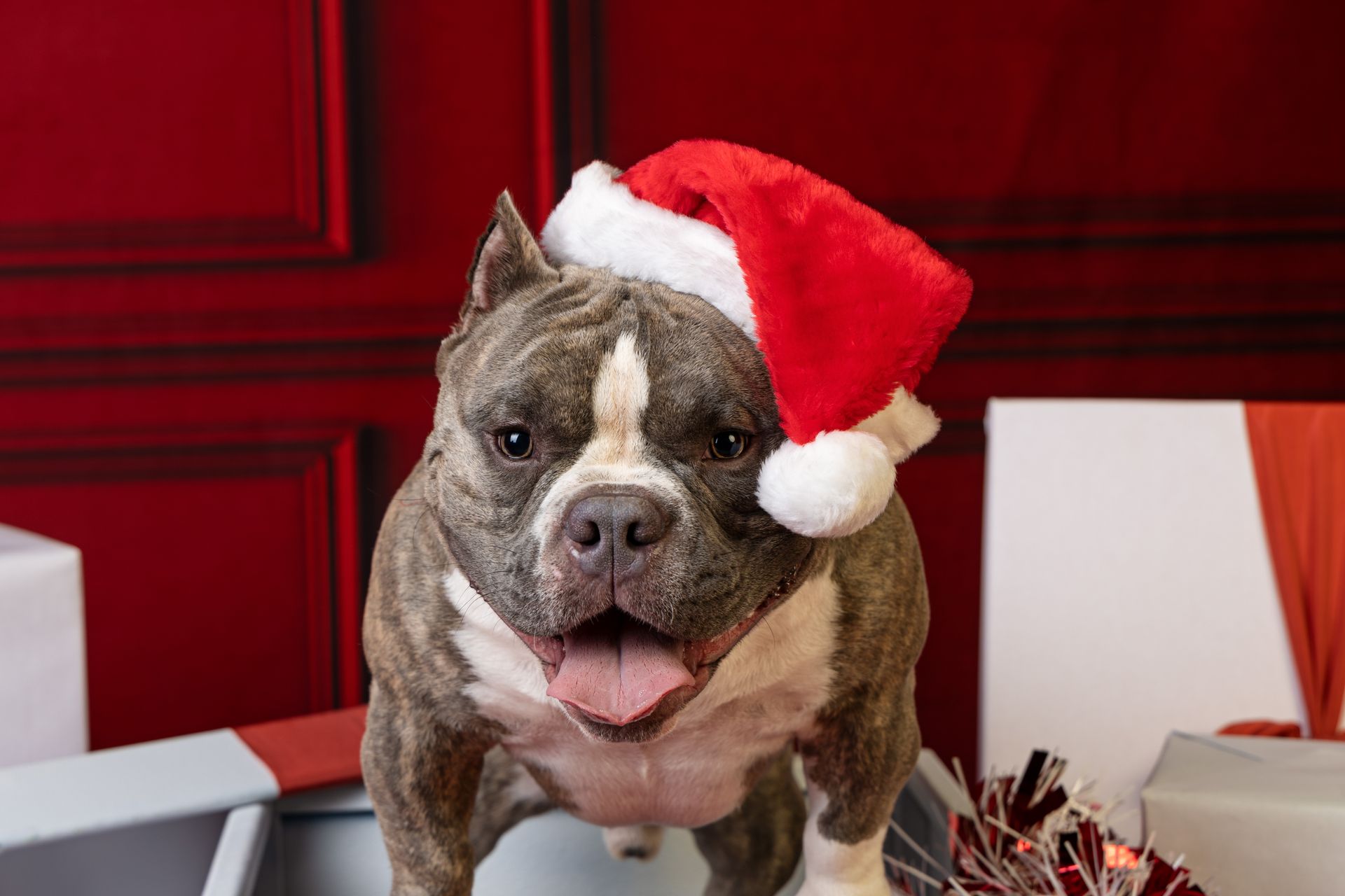 A Staffordshire Terrier dog wearing a Santa hat is standing in front of Christmas presents.