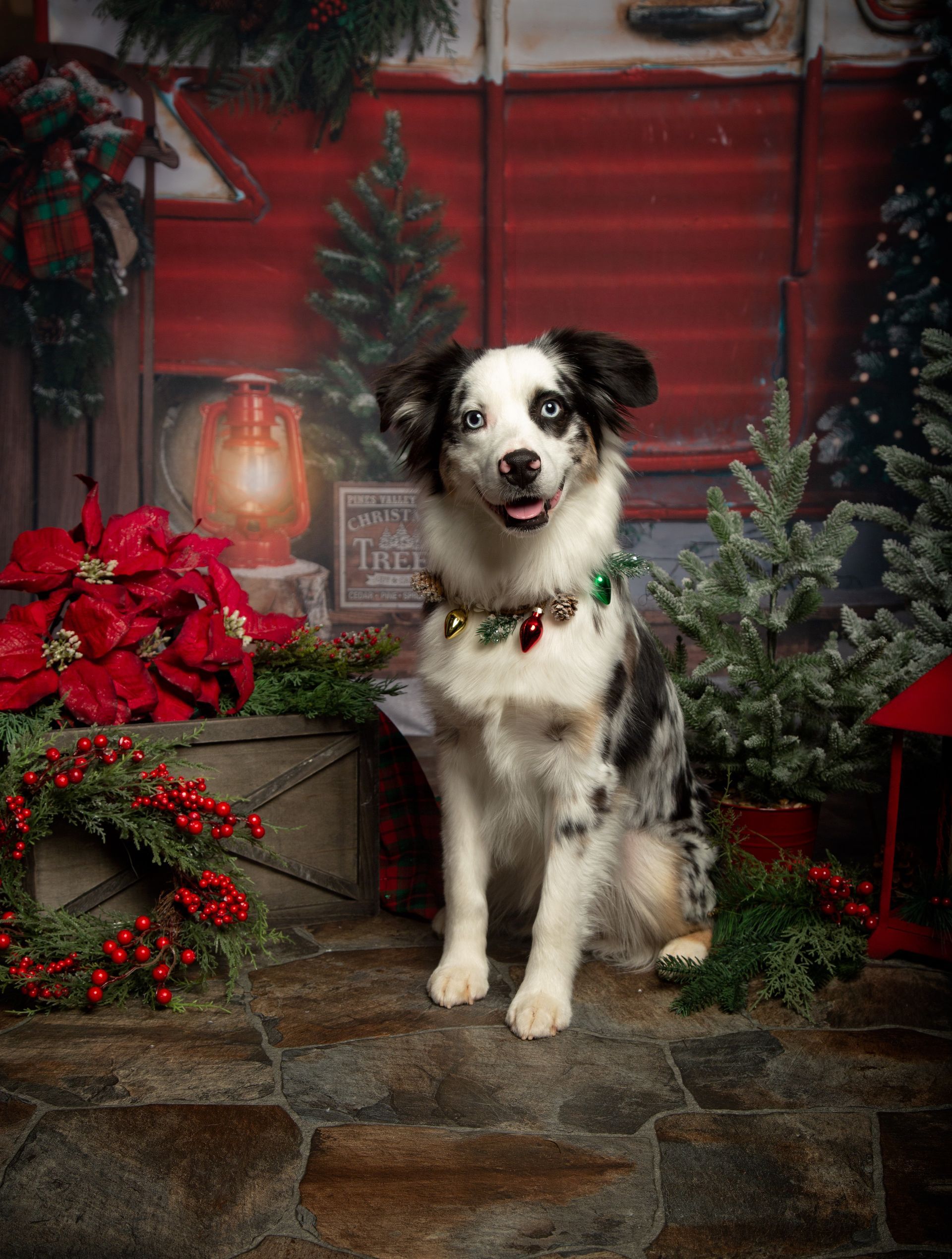 A black and white dog is standing in front of a christmas tree.