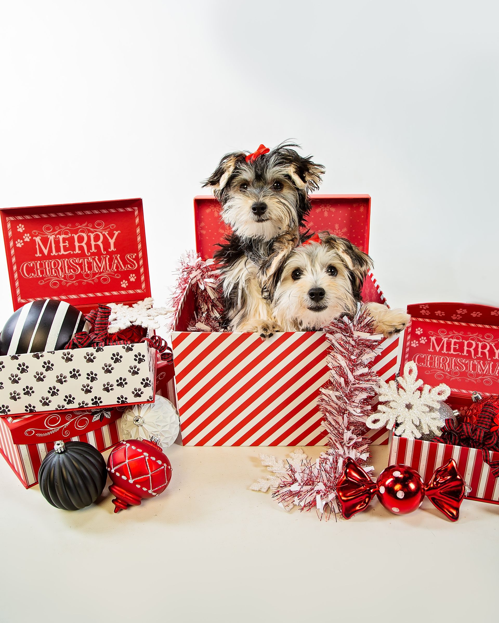 Two dogs are sitting in a box with Christmas decorations.