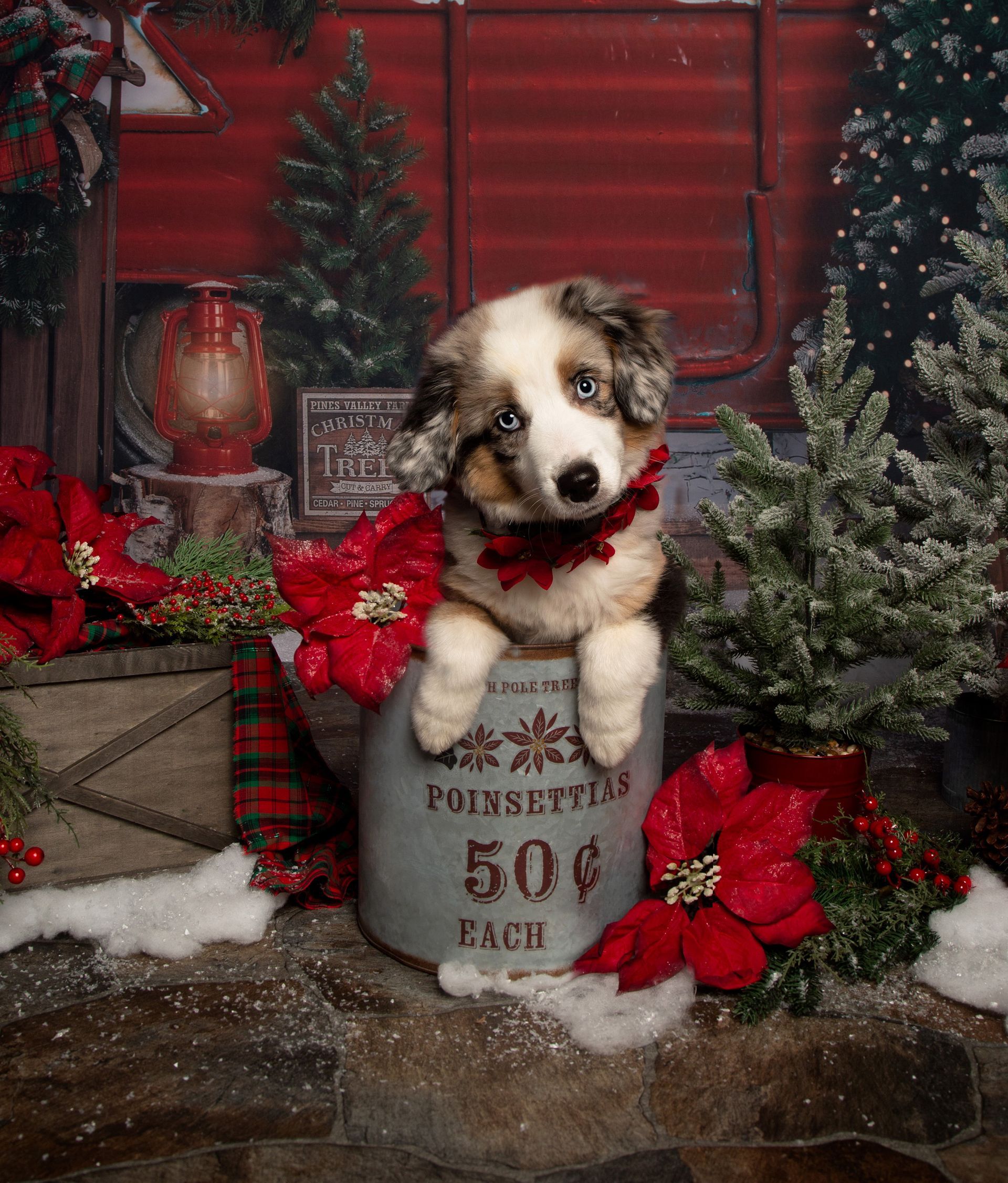A puppy wearing a red bow tie is sitting in a bucket.