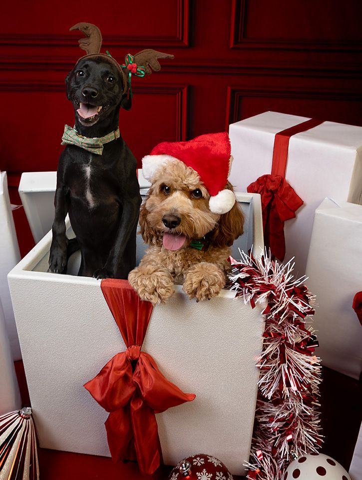 Two dogs wearing santa hats are in a gift box.