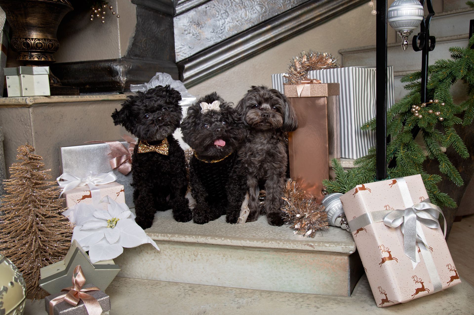 Three puppies are sitting on a set of stairs surrounded by gifts.